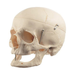 SOMSO Model of the Artificial Human Skull of an old man