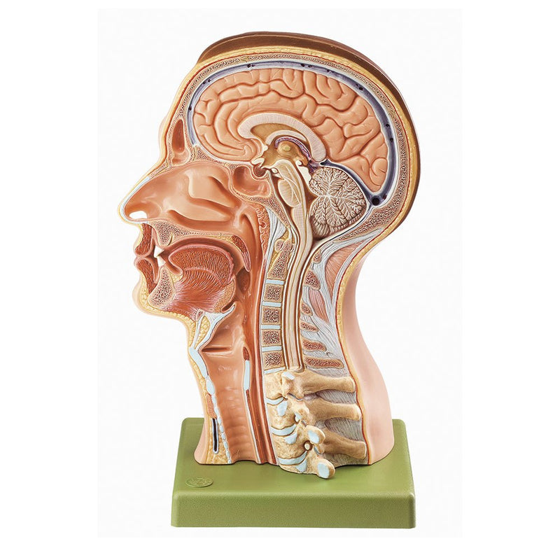 SOMSO Model of the Head - Natural size