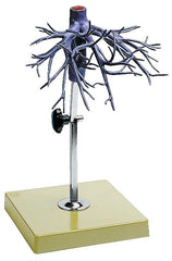 SOMSO Model of the Hepatic Veins