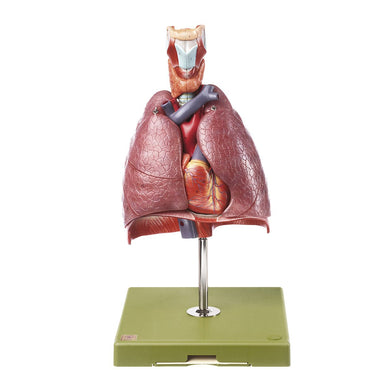 Human Lung Models | Respiratory System | Cardiopulmonary Models ...