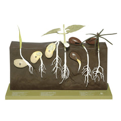 Somso Model showing germination