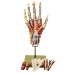 SOMSO Muscles of the Hand Model with Base of Forearm