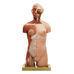 SOMSO Muscular Torso with Head and Open Back