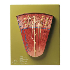 SOMSO Nephron Model