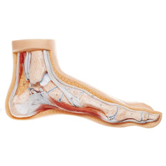 SOMSO Normal Foot Model - Distal end of Tibia