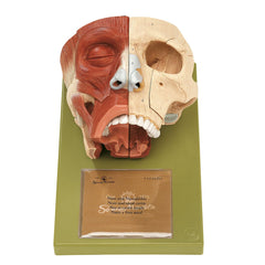 SOMSO Nose and Nasal Cavities Model