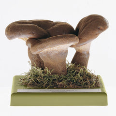 SOMSO Paxillus Atrotomentosus Model