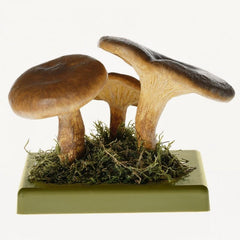 SOMSO Paxillus Involutus Model