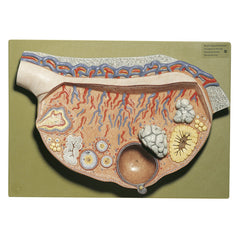 SOMSO Relief Model of the Ovary