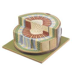 SOMSO Section through the Stem of a Year Old Dicotyle Plant - 125x