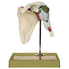 SOMSO Shoulder Joint  Model