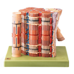 SOMSO Skeletal muscular fibre - functional model