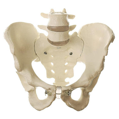 Male Pelvis Models | Anatomical Male Pelvis Models – Tagged 