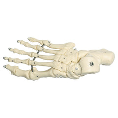 SOMSO Skeleton of the Foot (Flexible Mounting)