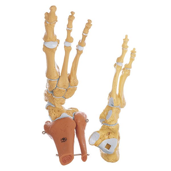 SOMSO Skeleton of the Foot, Right (Rigid) – GTSimulators.com