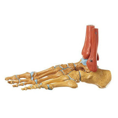 SOMSO Skeleton of the Foot, Right (Rigid)