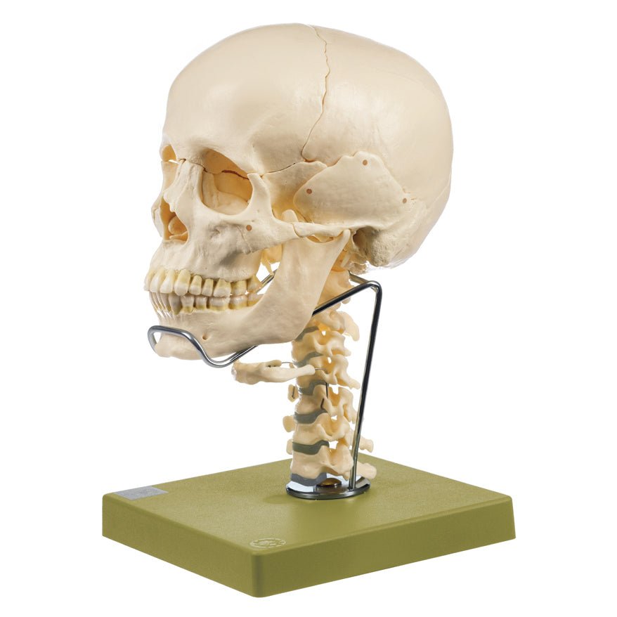 hyoid bone on skeleton