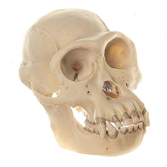 SOMSO Skull of Chimpanzee (Male)