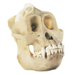 SOMSO Skull of Orang-Utan (Male)