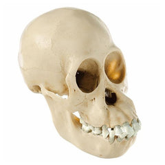 SOMSO Skull of Young Orang-Utan