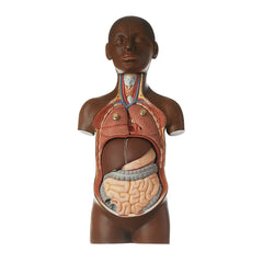 SOMSO Small Torso of Young Man with Head - 1-3 natural size - 9 Parts, Dark