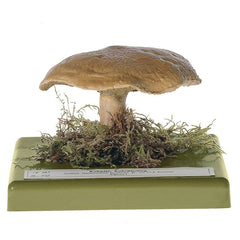 SOMSO Suillus Bovinus Model