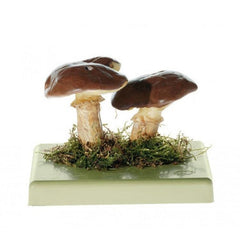 SOMSO Suillus Luteus Model