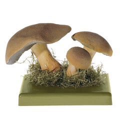 Somso Suillus Variegatus Model