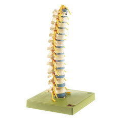 SOMSO Thoracic Vertebral Column