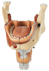 SOMSO Tongue with Lower Jaw and Larynx