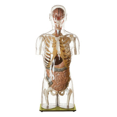 SOMSO Transparent Torso Model with Head