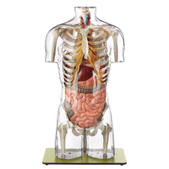 SOMSO Transparent Torso Model without Head