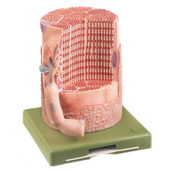 SOMSO Transversely Striated Muscular Fibre with Motor End-Plate