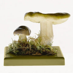 Somso Tricholoma Flavovirens Model