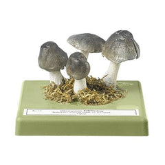 SOMSO Tricholoma Terreum Model