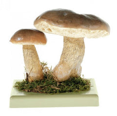 SOMSO Tylopilus Felleus Model