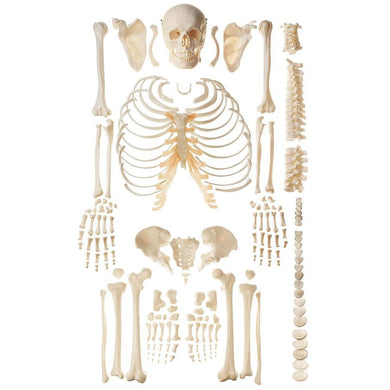 Disarticulated Skeleton Anatomy Models – Tagged 