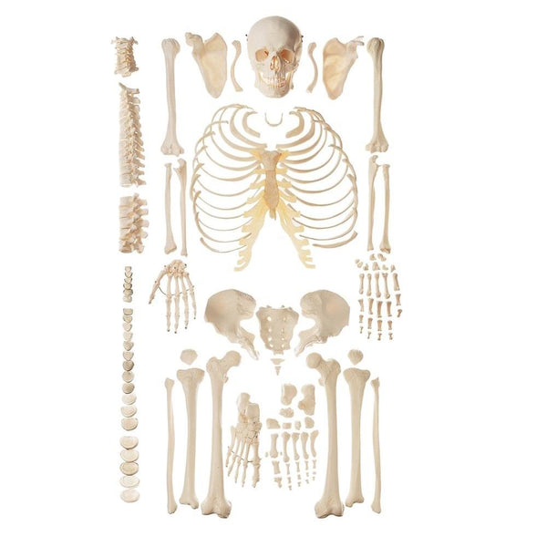 SOMSO Unmounted Human Skeleton Model – GTSimulators.com