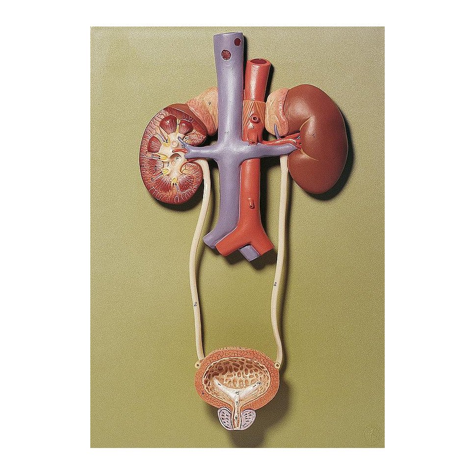 kidney model for kids