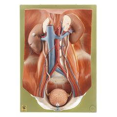 SOMSO Urinary Organs