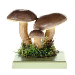 SOMSO Xerocomus Badius Model