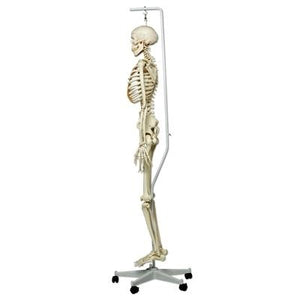 Stan Skeleton Model on Hanging Stand