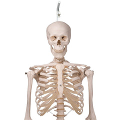 Stan Skeleton Model on Hanging Stand