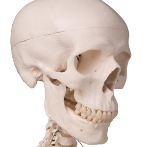 Stan Skeleton Model On Pelvic Stand