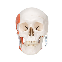 TMJ Skull with masticator muscles, 2 part