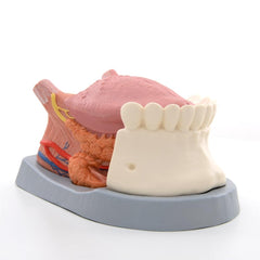 Tongue Model, 2.5 times life-size, 4-part