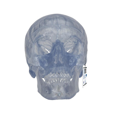 Transparent Skull Model, 3-part