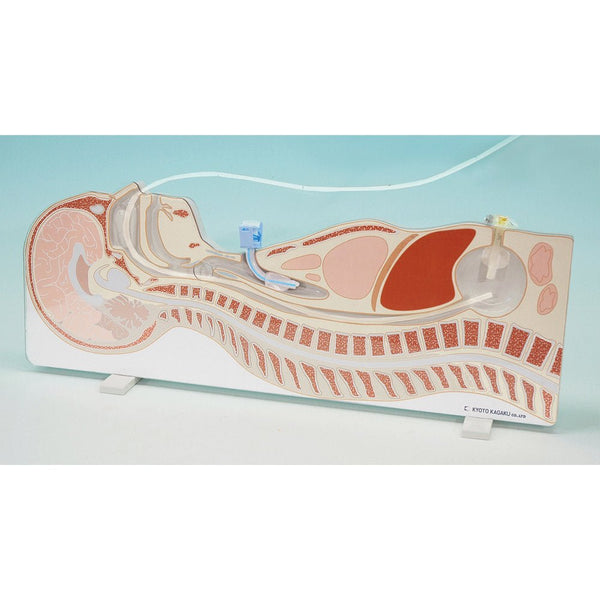 Tube Feeding Simulator NG, OG and PEG – GTSimulators.com