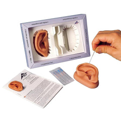 Two Acupuncture Ear Models