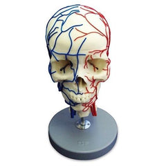 Vascular Skull Model